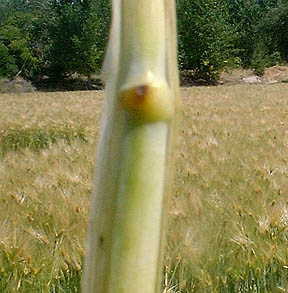 Blown node in the Spanish Fork crop formation. Biophysicist W. C. Levengood was the first to document this phenomenon which he links to the heating energy system that interacts with plants during the creation of crop formations. The heated water in the growth node literally explodes, creating one or more holes. Photograph © 2004 by Richard Nielsen.
