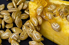 About 500 seeds seemingly carved with symbols and letters were reported inside an otherwise fresh, banana squash by Salt Lake City restaurant owner, Kasim Barakzia, on March 14, 2003. Squash seeds are normally smooth and unmarked. Photograph © 2003 by Ryan Galbraith, The Salt Lake Tribune.