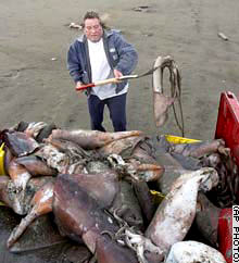 Long Beach, Washington, fisherman speared dead giant squid from the Pacific Ocean waters and tossed them into his pickup truck on the way to freezer storage. Photograph © 2004 by Associated Press.