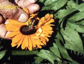 Deformed Gloriosa daisy found in 1989 on the river banks of the Susquehanna in Goldsboro, directly across from Three Mile Island. This plant also had a very wide, flat stem and many deformed flower heads. Some looked like caterpillars and one was a double flower growing back-to-back.