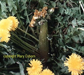 Top : Clump of deformed dandelion flowers found in April 1987 about 6.5 miles north-northwest of Three Mile Island.  Right: Enormous dandelions exhibit the classic symptom of "gigantism" associated with  exposure to radiation. All plant and spider photographs © Mary Osborn.