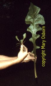 Left: Clump of deformed dandelion flowers found in April 1987 about 6.5 miles north-northwest of Three Mile Island. Right: Enormous dandelions exhibit the classic symptom of "gigantism" associated with exposure to radiation. All plant and spider photographs © Mary Osborn.