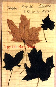 Dark, misshapen Maple leaves with grossly deformed margins found  in August 1987, approximately 6.5 miles north-northwest from TMI.