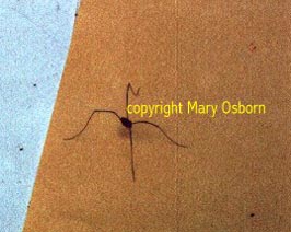 Daddy-long-legged spider with only four legs photographed on Sunday, July 27, 1996, about 6.5 miles north-northwest direction. Normal spiders have 8 legs.