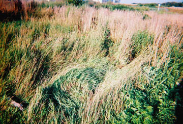 Several oval downed areas in pasture grass reported July 10, 2004, by man in Chuckey, Tennessee, who wishes to remain anonymous. Photo provided by ICCRA.