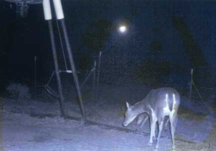 Infrared image of deer at deer feeder with glowing sphere above animal in night sky on January 17, 2008, at 2 AM, in Palo Pinto, Texas. Images provided to Earthfiles by Leroy Gaitan, Constable of Precinct 2, Erath County, Dublin, Texas.