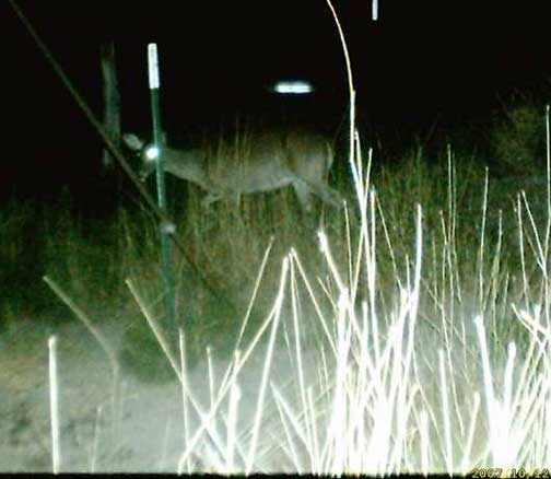 Nightscope image of deer at deer feeder with glowing "disk" above animal in night sky on October 12, 2007, in Stephenville, Texas, region. This was a month before infrared videotape in Brownwood, Texas, (described below) caught a beam of light in November 2007 and then a deer disappearing from a video frame in December 2007. Image provided to Earthfiles by Steve Allen.