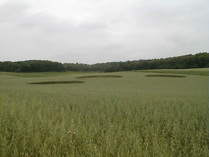 Three circles connected by paths in Tilden, Wisconsin, oat field reported on July 19, 2004. Photograph © 2004 by Terry Fisk.