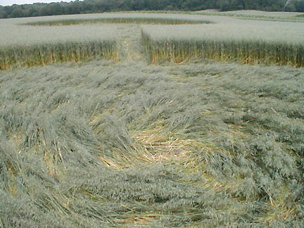 Looking from 64-foot-diameter middle circle down pathway connected to a second circle in oats on Tilden, Wisconsin farm. Photograph © 2004 by Terry Fisk. 