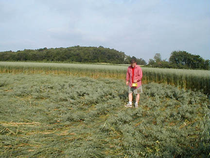 Chad Lewis checking Tilden, Wisconsin, oat circles with Geiger counter for radiation. Photograph © 2004 by Terry Fisk.