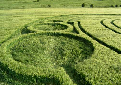 Fragile barley undamaged and springing up again to the sun in three circles. Image © 2008 by Stuart Dike, Cropcircleconnector.com.