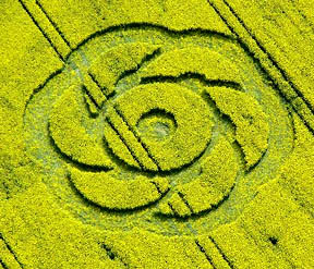 First 2005 crop formation reported in Wiltshire County, England, in yellow flowering oilseed rape on May 1, 2005. Cropcircleconnector investigator Nick Nicholson reported, "After an evening and early morning of high electrical activity, with hardly a drop of rain I might add. This formation appeared on the slopes of Golden Ball Hill sitting almost over the ghost of last years dolphins formation." Aerial image © 2005 by www.Cropcircleconnector.com.