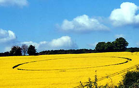 Crop circle researcher and author, Lucy Pringle reports, "I went to have a look at the circle the morning of May 9, 2005. It is at Bishop's Sutton in the same field as the two formations in July 2000." Ground image © 2005 by Lucy Pringle, http://www.lucypringle.co.uk/