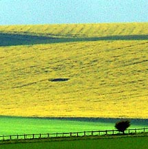 Bishop Cannings Down near Beckhampton, Wiltshire, in flowering oilseed rape (canola). Photograph © 2004 by Nick Nicholson and Cropcircleconnector.com.