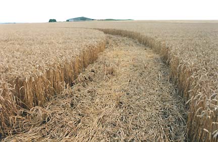 Ring of downed wheat which encircled the 6-pointed star had sections of "waves" shown here, followed by flat wheat, followed by more "waves" followed by more flat wheat ongoing around the ring. August 8, 2006, ground image © 2006 by Linda Moulton Howe.