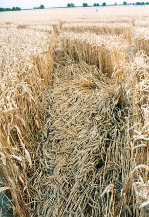 One of the nearly hundred triangular sections of flattened wheat that defined the dozens of diamond, or lozenge, shapes of standing wheat inside the 6-pointed star encircled by a ring. August 8, 2006, ground image © 2006 by Linda Moulton Howe.