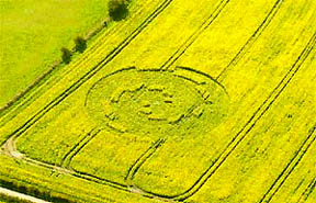 150-foot-long pictogram in yellow flowering oilseed rape discovered Sunday, April 17, 2005, by Michael Thorpe at Ripley east of Bournemouth, Dorset. Aerial image © 2005 by Jo Harvell /Bournemouth Helicopters and The Bournemouth Daily Echo.