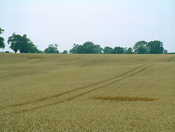 Two circles in wheat at Brampton near Alysham, Norfolk, England, reported on July 29, 2004. Centers were neatly laid down clockwise (one shown below). Photographs © 2004 by by Verity Bullock.