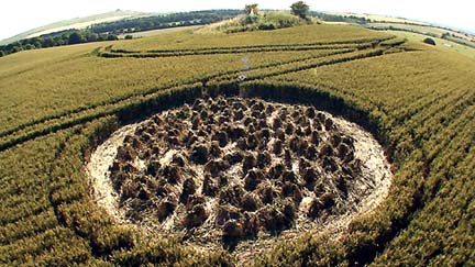 Wheat "bundles" in foreground circle (86 by one count in this circle; about 175 bundles in both circles) and ancient Charlbury mound in background. Image © 2006 by Steve Alexander.