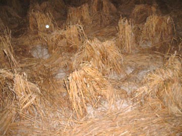 Unexplained, white ball on one digital frame inside the circle of wheat bundles furthest from the mound. Image © 2006 by Jennifer Kreitzer. 