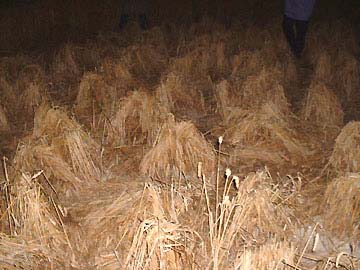 Above and below: Glimpses of the unusual wheat bundles lighted by camera flashes as the sky darkened. All images © 2006 by Jennifer Kreitzer. 