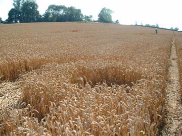  Andy Buckley in background at main Vesica Piscis formation beyond the foreground "signature" at Toot Baldon, near Garsington, Oxfordshire, reported July 30, 2006.  Image © 2006 by Jennifer Kreitzer. 