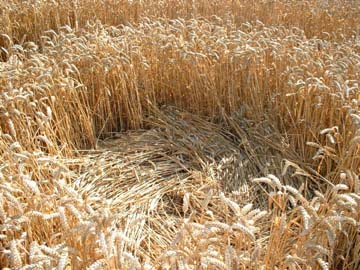 Lay of wheat inside "signature" circle, Toot Baldon formation southwest of Garsington, Oxfordshire, England, first reported on July 30, 2006. Image © 2006 by Jennifer Kreitzer.