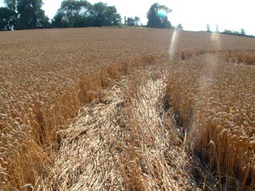 Only one of the two rings making the Vesica Piscis at Toot Baldon had a thin row of standing wheat right in the middle of the ring. Image © 2006 by Jennifer Kreitzer. 