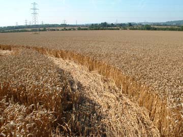  Other Vesica Piscis ring that did not have thin row of wheat standing in the middle. Image © 2006 by Jennifer Kreitzer.