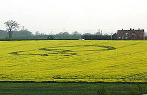 Three overlapping rings in yellow flowering oilseed rape reported April 19, 2005. Image © 2005 by Dave Strickland.