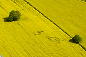 Reported April 21, 2005, the formation in yellow flowering oilseed rape "appears to be in a direct alignment between Garsington church, last year's Dragon 1 formation and Sinodun Hill," says investigator Ellis Taylor. Aerial image © 2005 Ellis Taylor, www.ellistaylor.com.