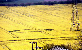 Third 2005 UK crop pattern was 82-foot-diameter ring laid down in yellow flowering oilseed rape (path 14 feet wide) reported April 23, 2005. Swirled News Editor, Andy Thomas, reports "last year in the same field was a small pictogram in wheat." Image © 2005 by Andy Thomas.