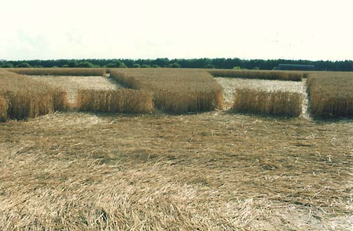 Two of the twelve "crystals" that seem to jut upward in the aerial images of the Wayland's Smithy July 8, 2006, wheat formation. Photograph © 2006 by Linda Moulton Howe.