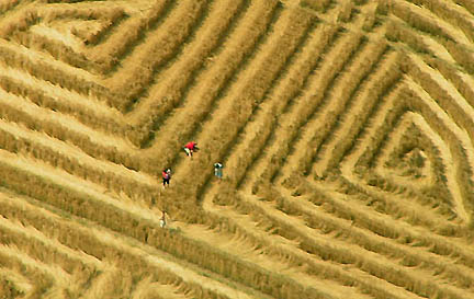 Extreme close-up aerial near center of the West Kennett, Wiltshire quadrant mazes. Photograph © 2004 by Nick Nicholson.