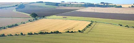 Wiltshire County, England, peaceful landscape of cereal crop farms.