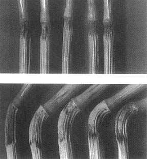 Blue Ball, Maryland, 1995. Top: Normal wheat stems and growth nodes. Bottom: Nodes lengthened 130 to 200 percent and reoriented. Photographs © 1995 by biophysicist, W. C. Levengood.