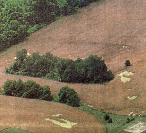 June 8, 1995, front page aerial photograph in Cecil Whig newspaper, Cherry Hill, Maryland, of randomly downed wheat in which there were three corridors with 90-degree corners and other anomalies (see lower right corner along green). Photograph by Jeff Swinger © 1995 Cecil Whig.