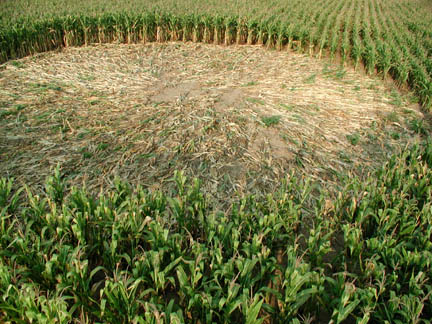 The larger circle above measured 74' 6" by 78'. The smaller circle was 22' 10" by 20' 10". The radial lay moves from a center point outward to the edges of the circles. Pole photograph © 2005 by Ted Robertson, ICCRA.