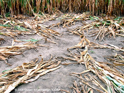  In center of small circle, cattle corn stalks were laid in four directions. Photograph © 2005 by Delsey Knoechelman, ICCRA.