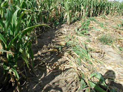 Outer edge of circle with a few stalks swirled, rather than radial lay straight from center. Photograph © 2005 by ICCRA.