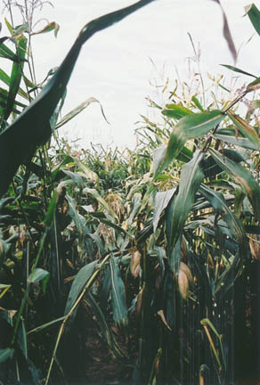 Nine-foot-tall corn partially laid over up to six feet above ground in a variety of patterns, including a radial lay from the center outward, Greene County, Ohio, discovered August 12, 2005. Photograph © 2005 by Jeffrey Wilson, ICCRA.