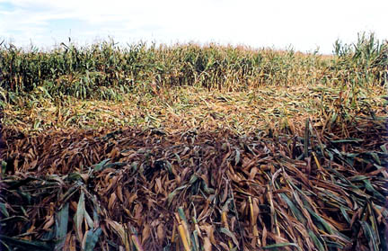 Radial lay of corn from a center point flowing outward about two feet above the ground, Greene County, Ohio, discovered August 12, 2005. Photograph © 2005 by Jeffrey Wilson, ICCRA.