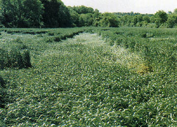 Wheat field found scalloped and flattened for 600 feet in Linfield, Pennsylvania, on May 24, 1992. Photograph by Bruce Rideout. [See book: Glimpses of Other Realities, Vol. I: Facts & Eyewitnesses]