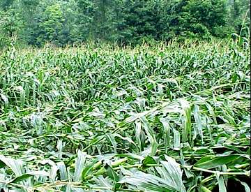 One of two corn circles in which plants were bent two feet off the ground, as shown in this photo, up to five feet above ground in interlaced "canopies." Canisteo, Steuben County, New York, discovered on August 12, 2005. Photograph © 2005 by James Brewster, National Weather Service.