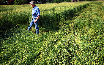 Hickory Daily Record stated in May 17, 2005, edition: "Pete Robinson, 75, walks through waist-high barley on his land in Hickory on Monday, May 16, 2005. Recent storms brought high winds and hevy rains that left strange patterns, which some say resembled crop circles." Photograph by Nathan W. Armes, Hickory Daily Record.