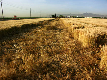 Ground photograph of one of the three long strips in Tolleson wheat field taken May 19, 2005, © 2005 by Rod Bearcloud Berry.