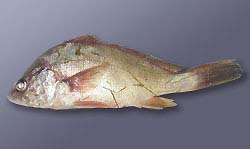Hemorrhaging (bleeding) in the fins and eye of a freshwater drum believed to be infected with the VHS virus.The fish was collected from Little Lake Butte des Morts. Image courtesy Wisconsin Department of Natural Resources. 