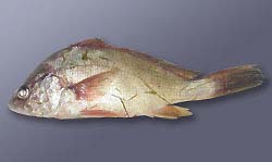 Hemorrhaging (bleeding) in the fins and eye of a freshwater drum believed to be infected with the VHS virus.The fish was collected from Little Lake Butte des Morts. Image courtesy Wisconsin Department of Natural Resources.