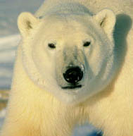 Polar Bear hunting on Arctic ice. Photograph © by Corel.