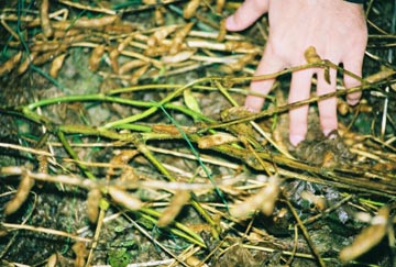  Close-up, one of eight green soybean plants discovered by Tony Knoechelman in West Union formation. Photograph © 2003 by Jeffrey Wilson. 